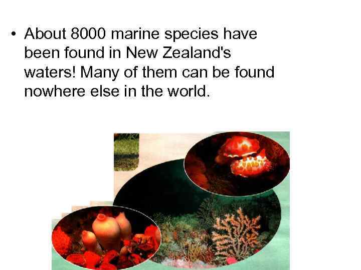  • About 8000 marine species have been found in New Zealand's waters! Many