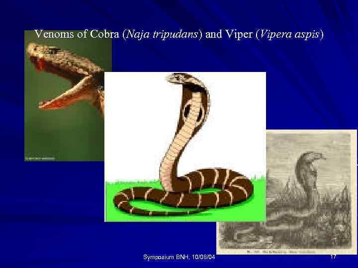 Venoms of Cobra (Naja tripudans) and Viper (Vipera aspis) tripudans Symposium BNH, 10/08/04 17