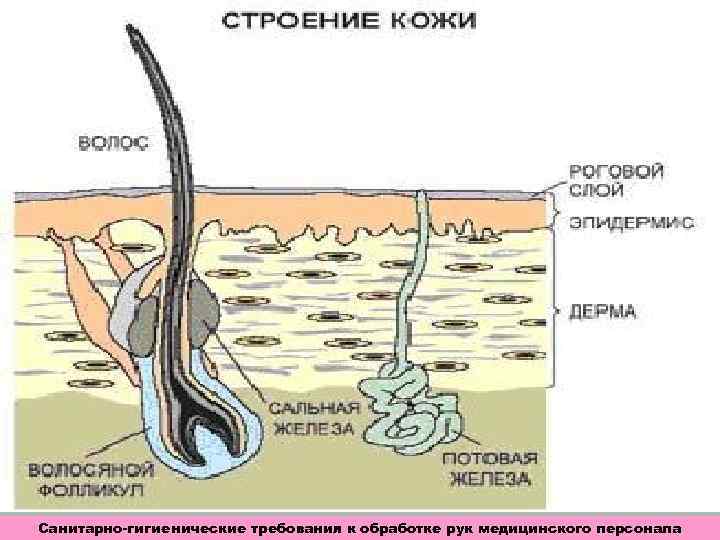 Санитарно-гигиенические требования к обработке рук медицинского персонала 