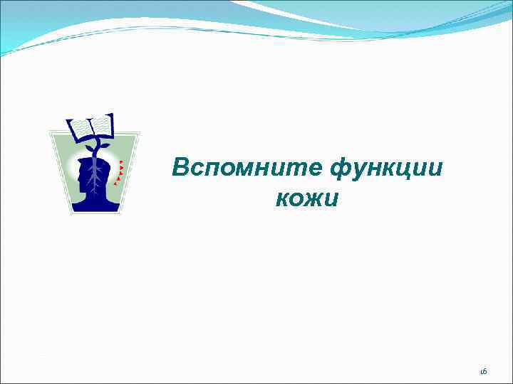 Вспомните функции кожи 16 