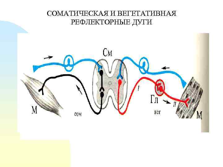 Вегетативная рефлекторная дуга. Соматическая и вегетативная рефлекторная дуга. Соматические и вегетативные рефлексы. Соматическая и вегетативная рефлекторная дуга отличия. Дуга вегетативного и соматического рефлекса рисунок.