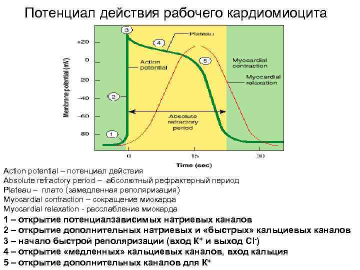 Потенциал покоя кардиомиоцитов