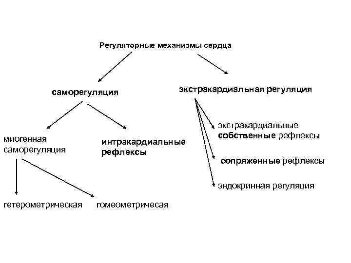 Экстракардиальная регуляция сердца