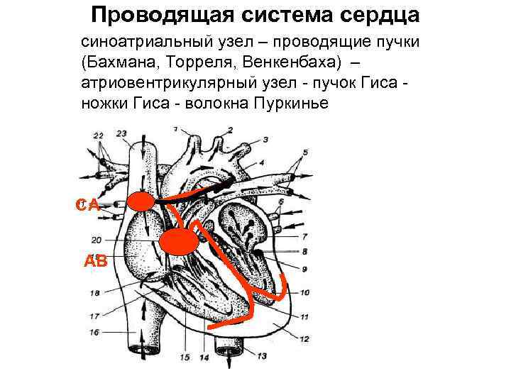 Проводящая система сердца механизм автоматии сердца презентация