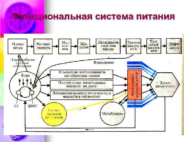 Схема перистальтического рефлекса