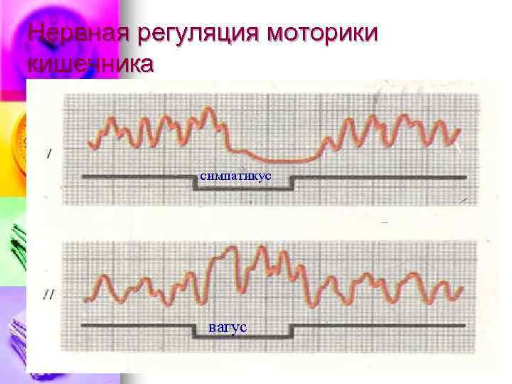 Нервная регуляция моторики кишечника симпатикус вагус 