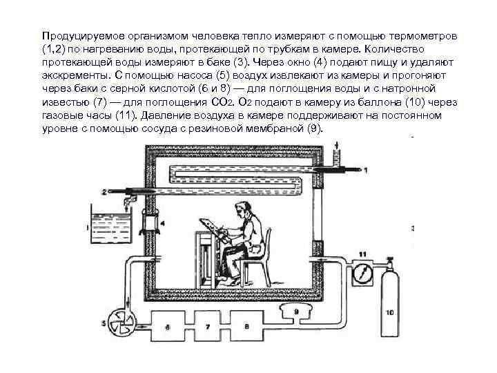 Продуцируемое организмом человека тепло измеряют с помощью термометров (1, 2) по нагреванию воды, протекающей