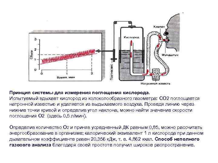 Принцип системы для измерения поглощения кислорода. Испытуемый вдыхает кислород из колообразного газометра: СO 2