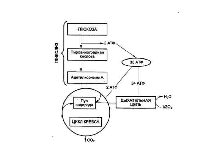Процесс аэробного дыхания отображает схема