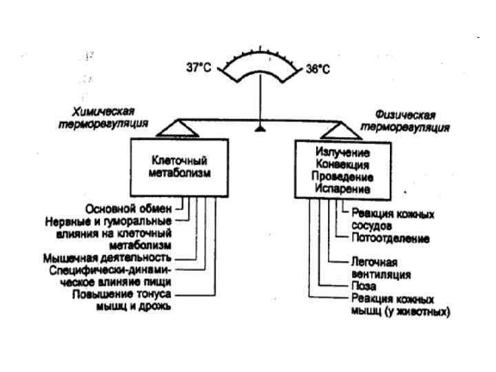 Заполните словесную схему механизма дыхания