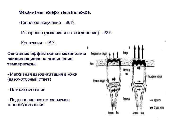 Механизмы потери тепла в покое: -Тепловое излучение – 60% - Испарение (дыхание и потоотделение)