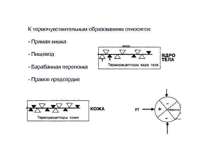 К термочувствительным образованиям относятся: - Прямая кишка - Пищевод - Барабанная перепонка - Правое