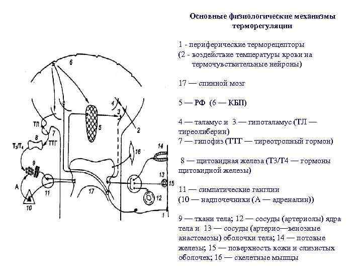 Центр терморегуляции в мозге