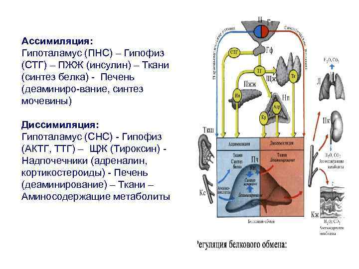 Ассимиляция синтез белка. Аппарат белкового синтеза. Этапы диссимиляции в паразитических червей. Аэробный этап диссимиляции. Альтернативный путь дыхания.
