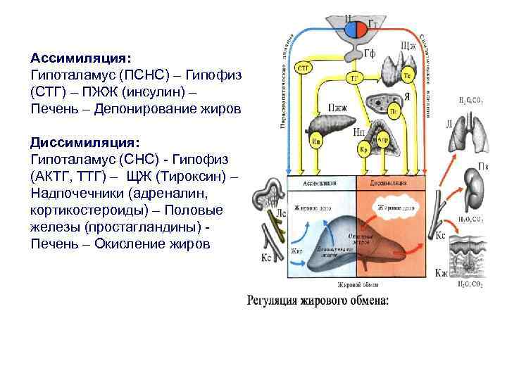 Ассимиляция: Гипоталамус (ПСНС) – Гипофиз (СТГ) – ПЖЖ (инсулин) – Печень – Депонирование жиров