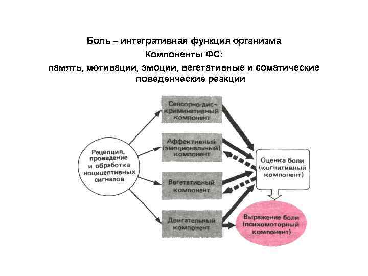Боль – интегративная функция организма Компоненты ФС: память, мотивации, эмоции, вегетативные и соматические поведенческие