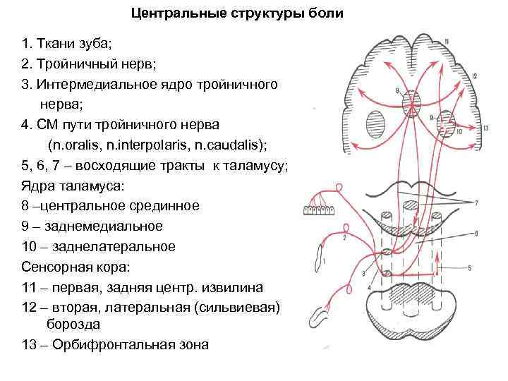 Тройничный нерв путь схема