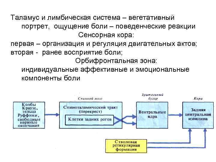 Таламус и лимбическая система – вегетативный портрет, ощущение боли – поведенческие реакции Сенсорная кора: