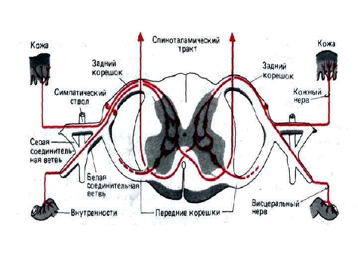 Передний спиноталамический путь схема