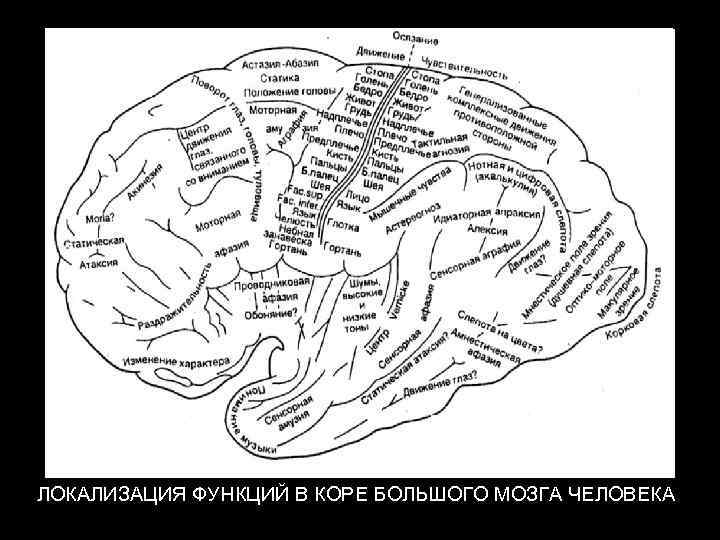 ЛОКАЛИЗАЦИЯ ФУНКЦИЙ В КОРЕ БОЛЬШОГО МОЗГА ЧЕЛОВЕКА 