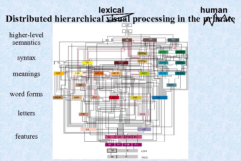 lexical human Distributed hierarchical visual processing in the primate higher-level semantics syntax meanings word