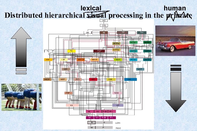 lexical human Distributed hierarchical visual processing in the primate 