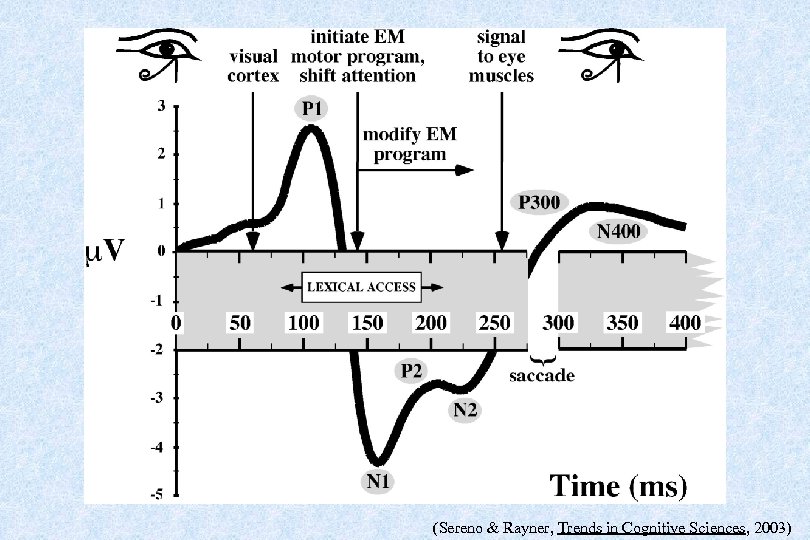 (Sereno & Rayner, Trends in Cognitive Sciences, 2003) 