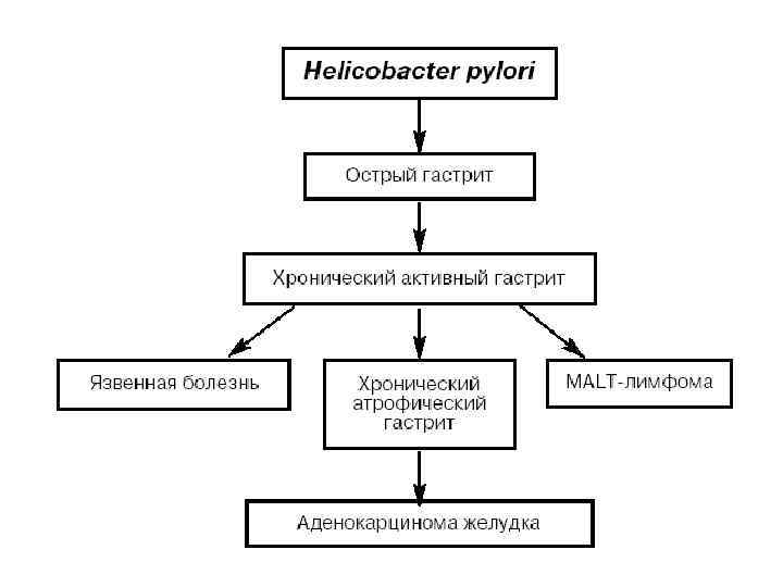 Гастрит хеликобактер. Патогенез хеликобактерной инфекции. Патогенез язвы желудка хеликобактер пилори. Патогенез гастрита хеликобактер пилори. Схемы терапии гастрита у детей.