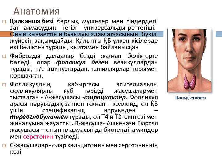 Анатомия Қалқанша безі барлық мүшелер мен тіндердегі зат алмасудың негізгі универсальды реттегіші. Оның кызметтінің