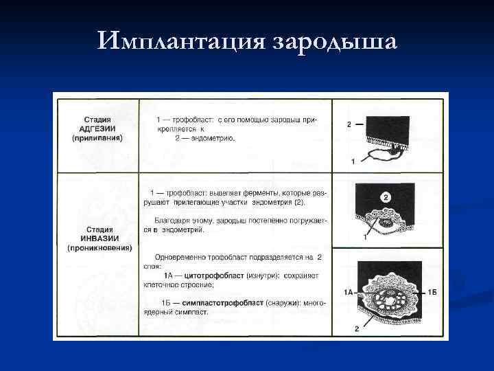 Имплантация зародыша 