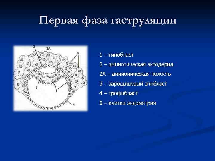 Первая фаза гаструляции 1 – гипобласт 2 – амниотическая эктодерма 2 А – амнионическая
