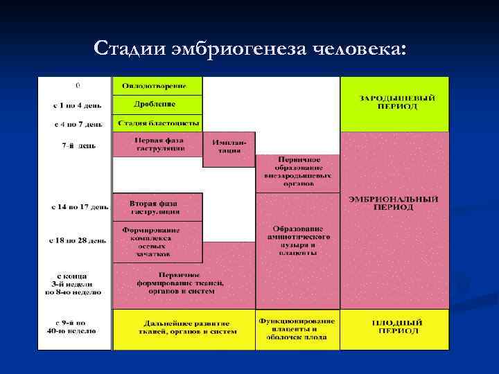 Стадии эмбриогенеза человека: 