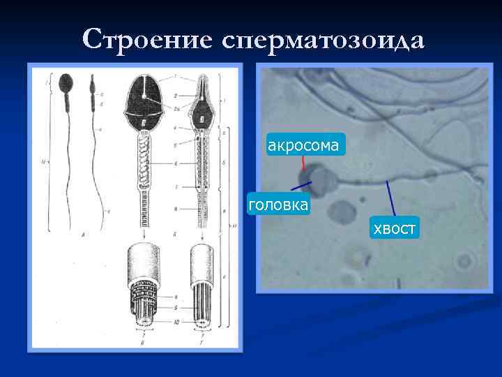 Строение сперматозоида акросома головка хвост 