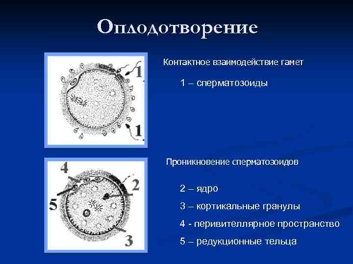 Оплодотворение Контактное взаимодействие гамет 1 – сперматозоиды Проникновение сперматозоидов 2 – ядро 3 –