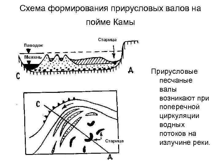 Схема формирования прирусловых валов на пойме Камы Прирусловые песчаные валы возникают при поперечной циркуляции