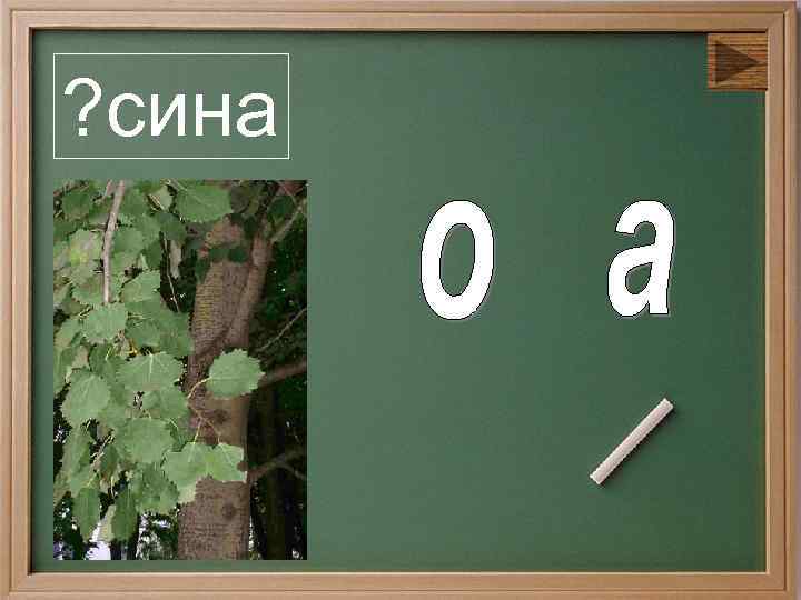 ? сина 