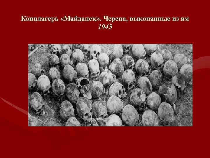 Концлагерь «Майданек» . Черепа, выкопанные из ям 1945 