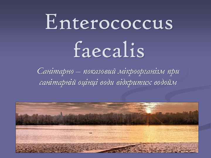 Enterococcus faecalis Санітарно – показовий мікроорганізм при санітарній оцінці води відкритих водойм 