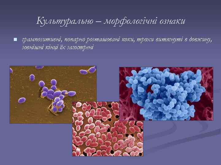 Культурально – морфологічні ознаки n грампозитивні, попарно розташовані коки, трохи витягнуті в довжину, зовнішні