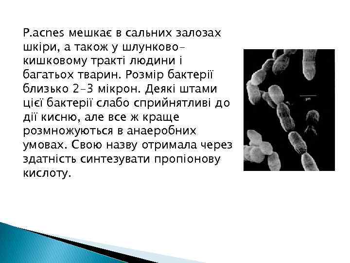 P. acnes мешкає в сальних залозах шкіри, а також у шлунковокишковому тракті людини і