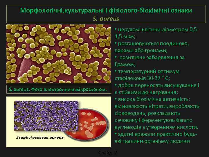 Морфологічні, культуральні і фізіолого-біохімічні ознаки S. aureus S. аureus. Фото електронним мікроскопом. • нерухомі