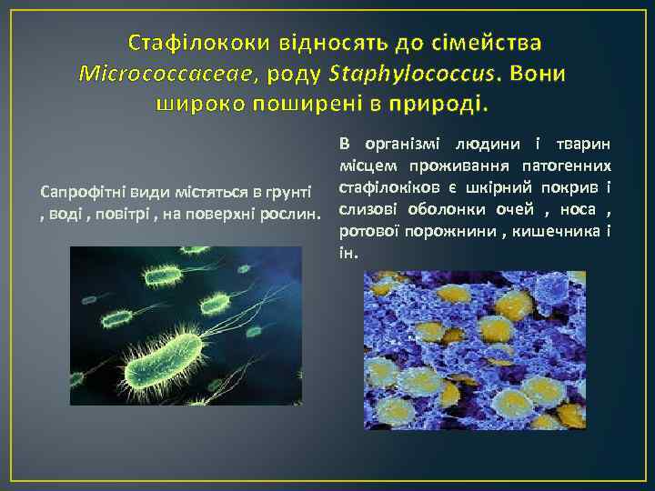 Стафілококи відносять до сімейства Micrococcaceae, роду Staphylococcus. Вони широко поширені в природі. В організмі