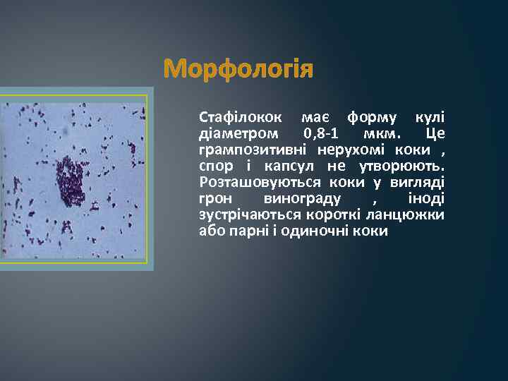 Морфологія Стафілокок має форму кулі діаметром 0, 8 -1 мкм. Це грампозитивні нерухомі коки