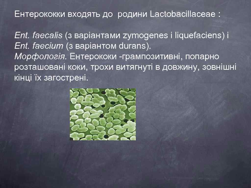 Ентерококки входять до родини Lactobacillaceae : Ent. faecalis (з варіантами zymogenes і liquefaciens) і