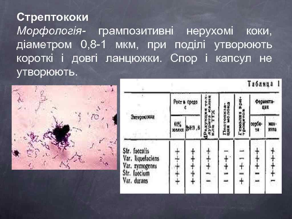 Стрептококи Морфологія- грампозитивні нерухомі коки, діаметром 0, 8 -1 мкм, при поділі утворюють короткі