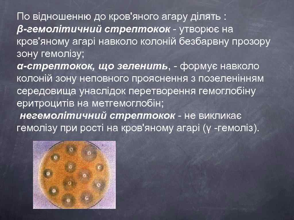 По відношенню до кров'яного агару ділять : β-гемолітичний стрептокок - утворює на кров'яному агарі