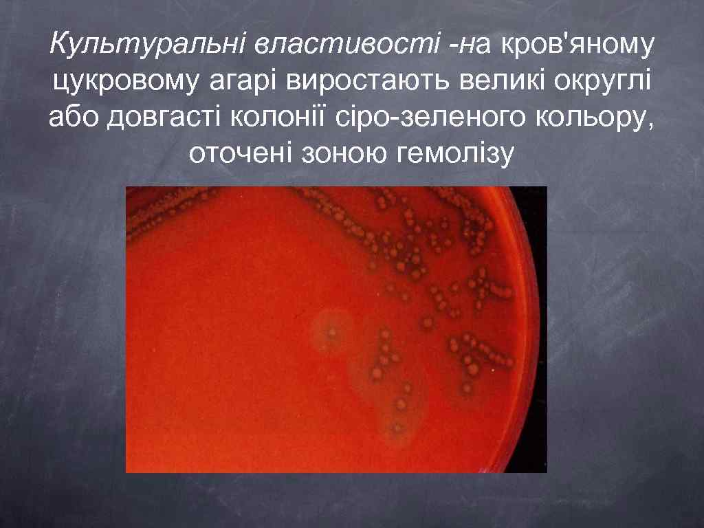 Культуральні властивості -на кров'яному цукровому агарі виростають великі округлі або довгасті колонії сіро-зеленого кольору,