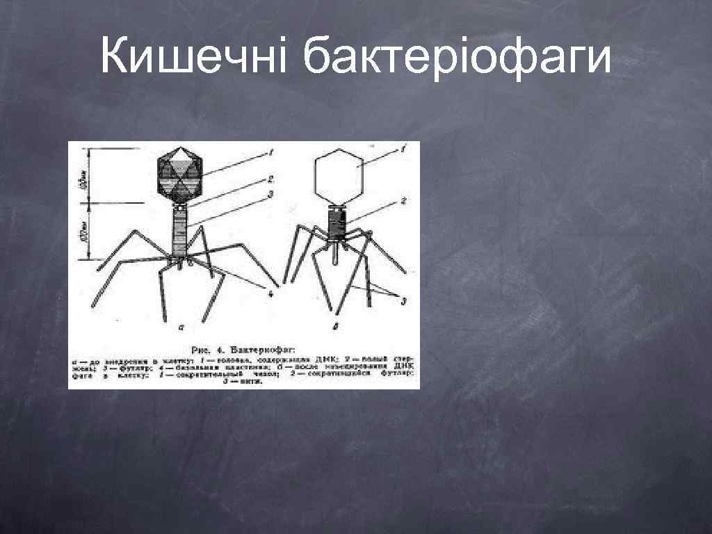 Кишечні бактеріофаги 