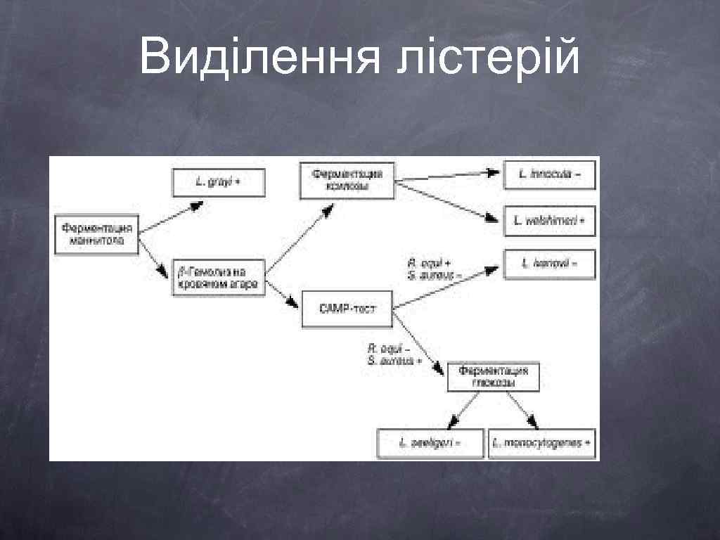 Виділення лістерій 