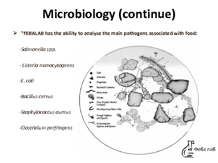 Microbiology (continue) Ø "FEBALAB has the ability to analyze the main pathogens associated with